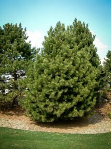 Сосна Чёрная (Pinus Nigra) купить по цене от 270.00р. в интернет-магазине «Посадика» с доставкой почтой в в Юрьев-Польскийе и по всей России – [изображение №1].