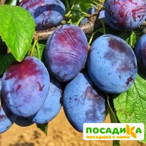 Слива Чачакская ранняя купить по цене от 229.00р. в интернет-магазине «Посадика» с доставкой почтой в в Юрьев-Польскийе и по всей России – [изображение №1].