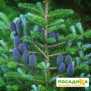 Пихта корейская (Abies koreana) купить по цене от 450.00р. в интернет-магазине «Посадика» с доставкой почтой в в Юрьев-Польскийе и по всей России – [изображение №1].