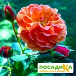 Роза Арабия купить по цене от 350.00р. в интернет-магазине «Посадика» с доставкой почтой в в Юрьев-Польскийе и по всей России – [изображение №1].