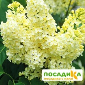 Сирень Примроуз (Primrose) купить по цене от 529.00р. в интернет-магазине «Посадика» с доставкой почтой в в Юрьев-Польскийе и по всей России – [изображение №1].