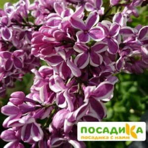 Сирень Сенсация купить по цене от 529.00р. в интернет-магазине «Посадика» с доставкой почтой в в Юрьев-Польскийе и по всей России – [изображение №1].