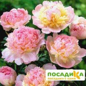 Пион Распберри Сандей (Paeonia Raspberry Sundae) купить по цене от 959р. в интернет-магазине «Посадика» с доставкой почтой в в Юрьев-Польскийе и по всей России – [изображение №1].