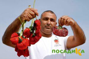 Клубника Гигант Джорнея купить по цене от 266р. в интернет-магазине «Посадика» с доставкой почтой в в Юрьев-Польскийе и по всей России – [изображение №1].