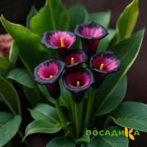 Калла Аура Лейс купить по цене от 400р. в интернет-магазине «Посадика» с доставкой почтой в в Юрьев-Польскийе и по всей России – [изображение №1].