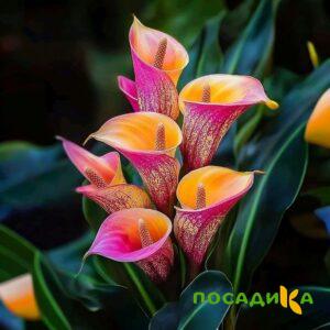 Калла Оникс купить по цене от 450р. в интернет-магазине «Посадика» с доставкой почтой в в Юрьев-Польскийе и по всей России – [изображение №1].