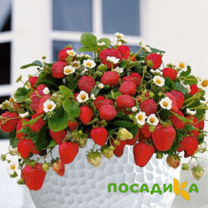 Клубника Рубиновый Шепот (горшечная) купить по цене от 240р. в интернет-магазине «Посадика» с доставкой почтой в в Юрьев-Польскийе и по всей России – [изображение №1].