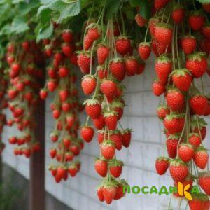 Клубника вьющаяся Комплимент купить по цене от 470р. в интернет-магазине «Посадика» с доставкой почтой в в Юрьев-Польскийе и по всей России – [изображение №1].