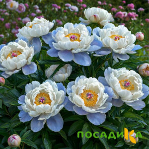 Пион акварельный Этюд купить по цене от 806р. в интернет-магазине «Посадика» с доставкой почтой в в Юрьев-Польскийе и по всей России – [изображение №1].
