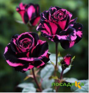 Роза Багровый Шепот купить по цене от 366р. в интернет-магазине «Посадика» с доставкой почтой в в Юрьев-Польскийе и по всей России – [изображение №1].