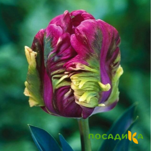 Тюльпан Экзотик Хэвен купить по цене от 186р. в интернет-магазине «Посадика» с доставкой почтой в в Юрьев-Польскийе и по всей России – [изображение №1].