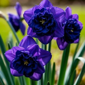 Нарцисс Арт Нуво купить по цене от 378р. в интернет-магазине «Посадика» с доставкой почтой в в Юрьев-Польскийе и по всей России – [изображение №1].