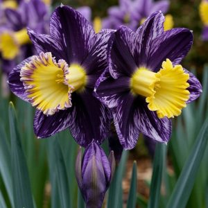 Нарцисс Акропоис купить по цене от 382р. в интернет-магазине «Посадика» с доставкой почтой в в Юрьев-Польскийе и по всей России – [изображение №1].